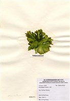 藏品(石蓴)的圖片